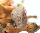 Quartz Lodolite bis.webp