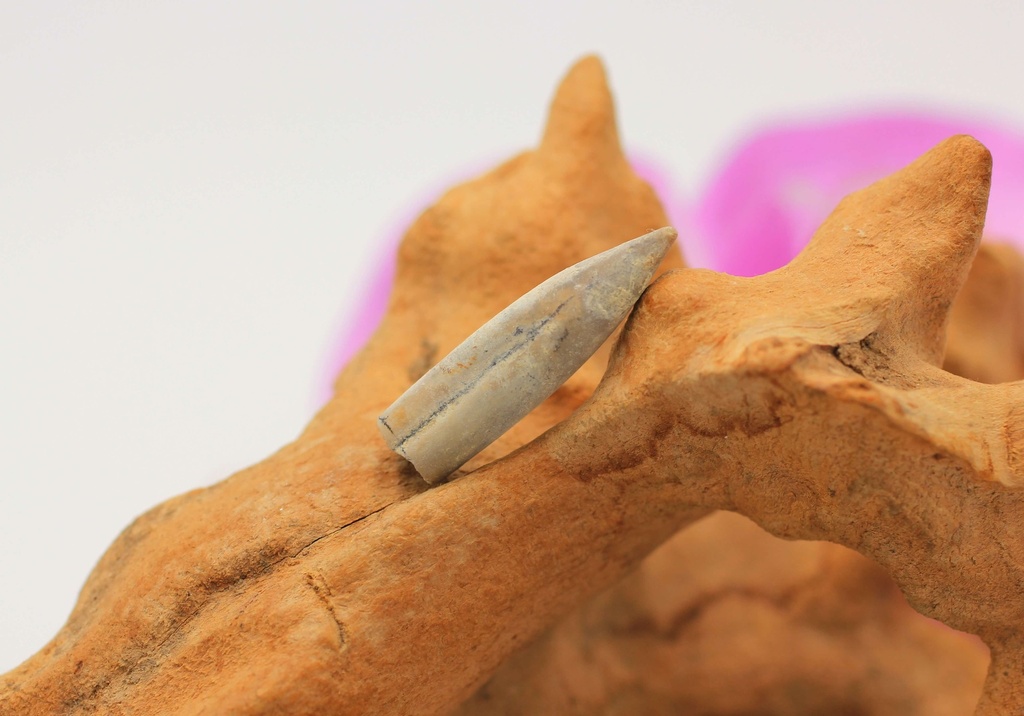 Bélemnite brute