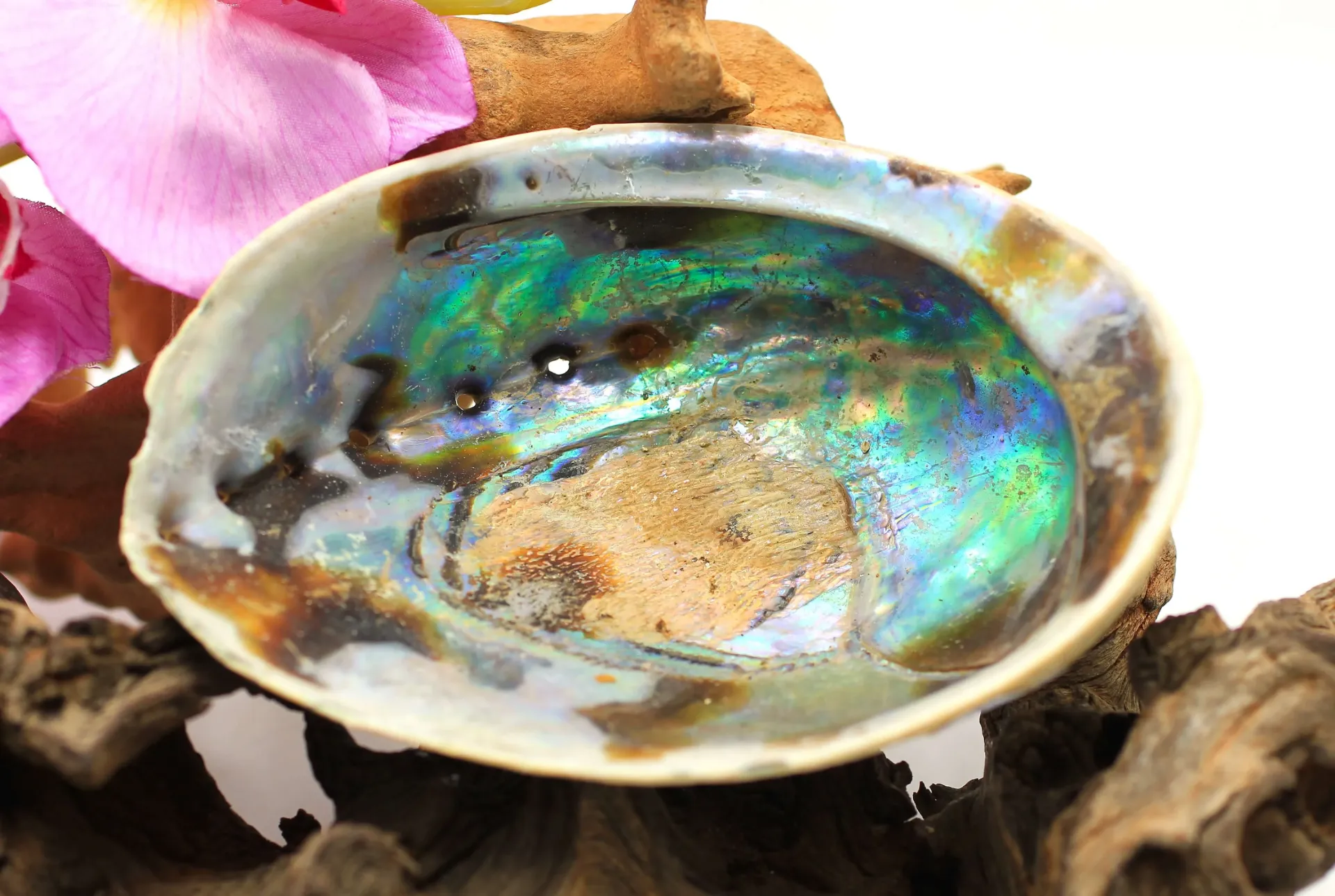 Abalone arc-en-ciel