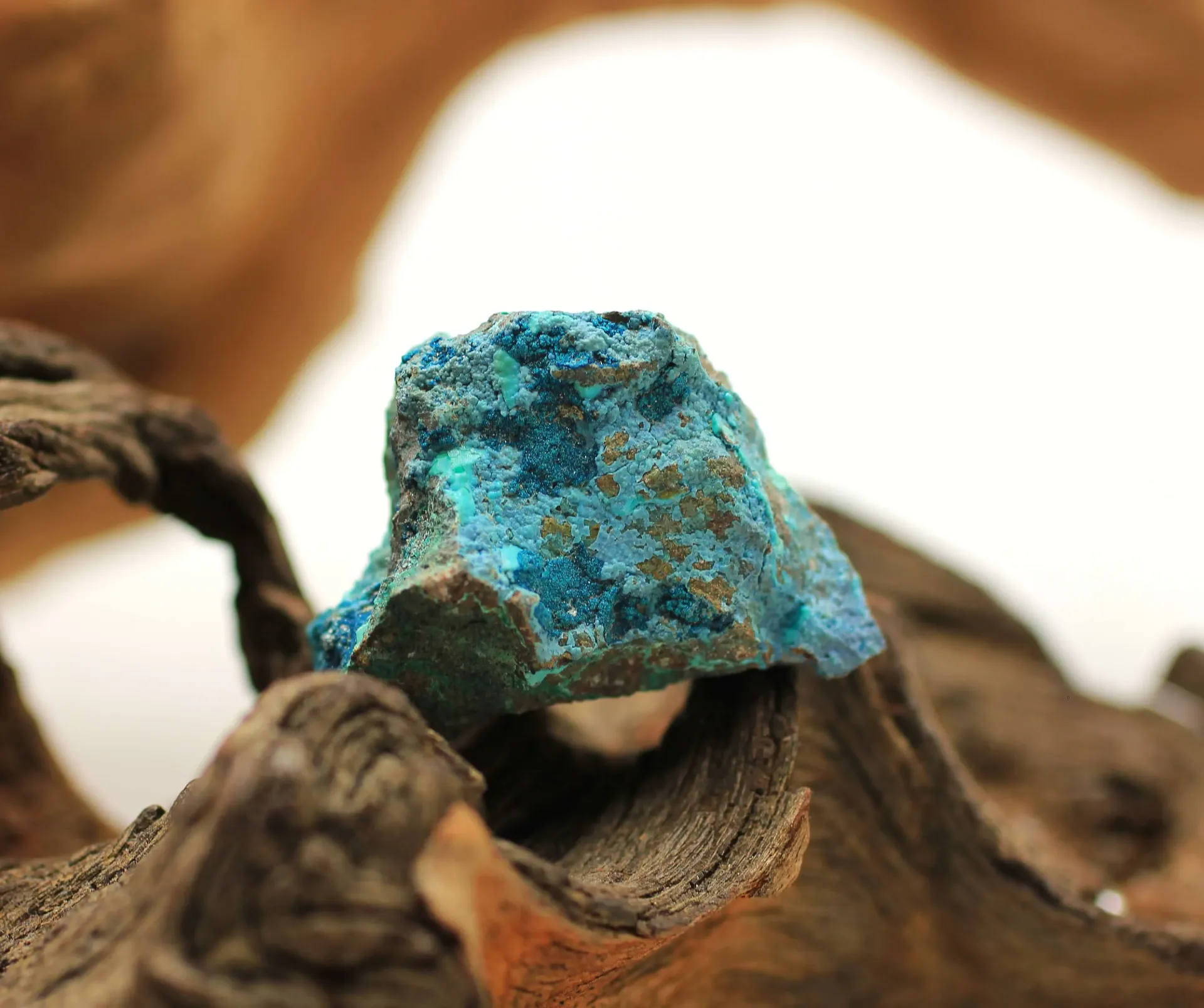 Chrysocolle brute