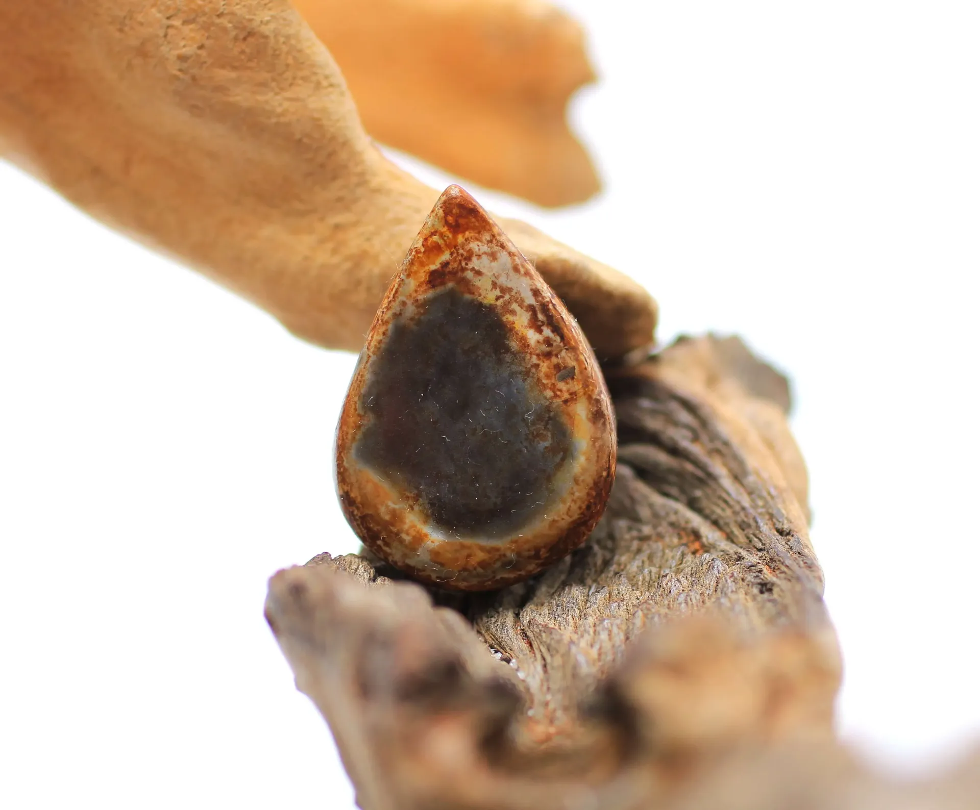 Pendentif goutte foré en Bois pétrifié écorce