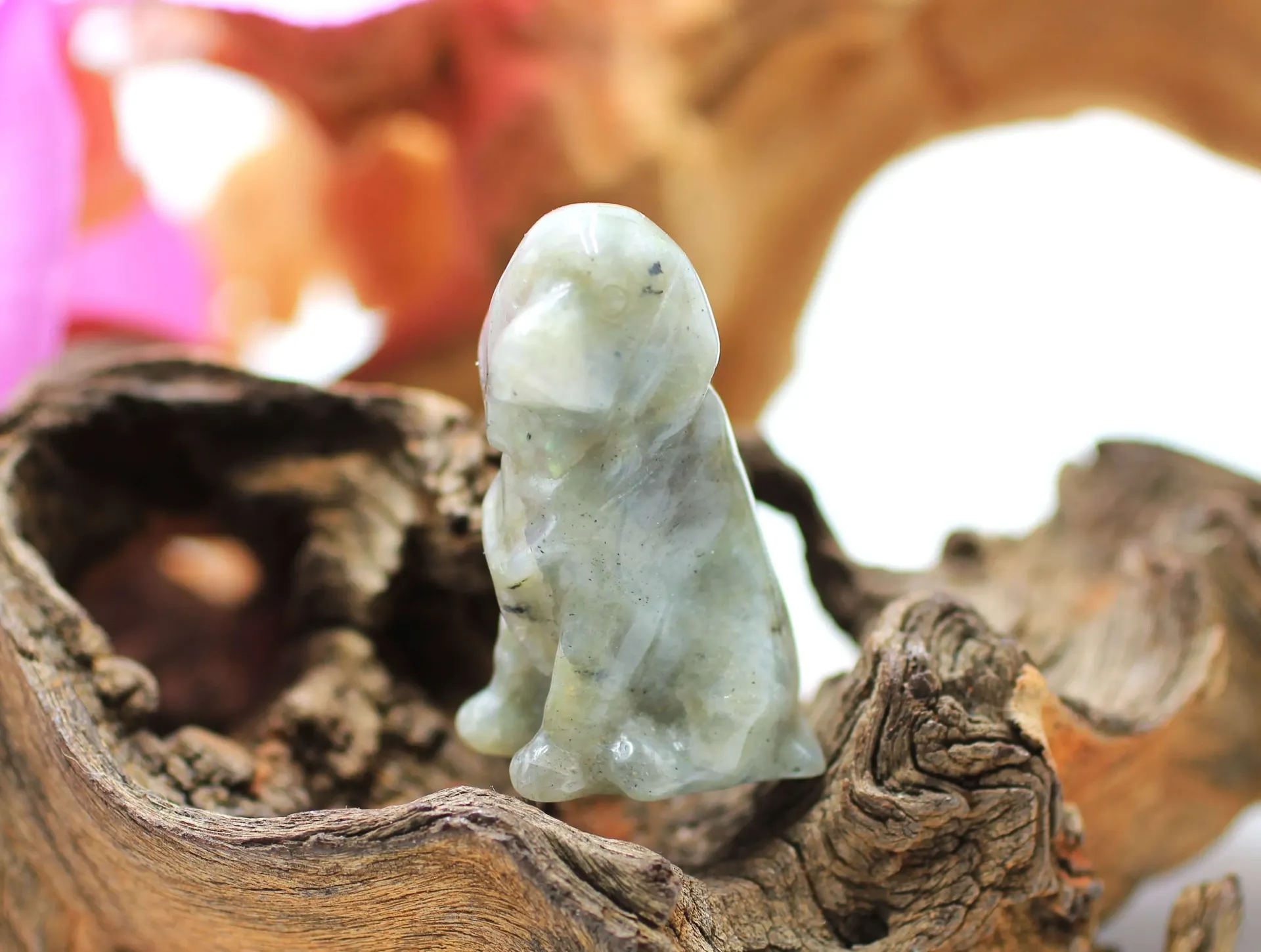 Labrador en Labradorite