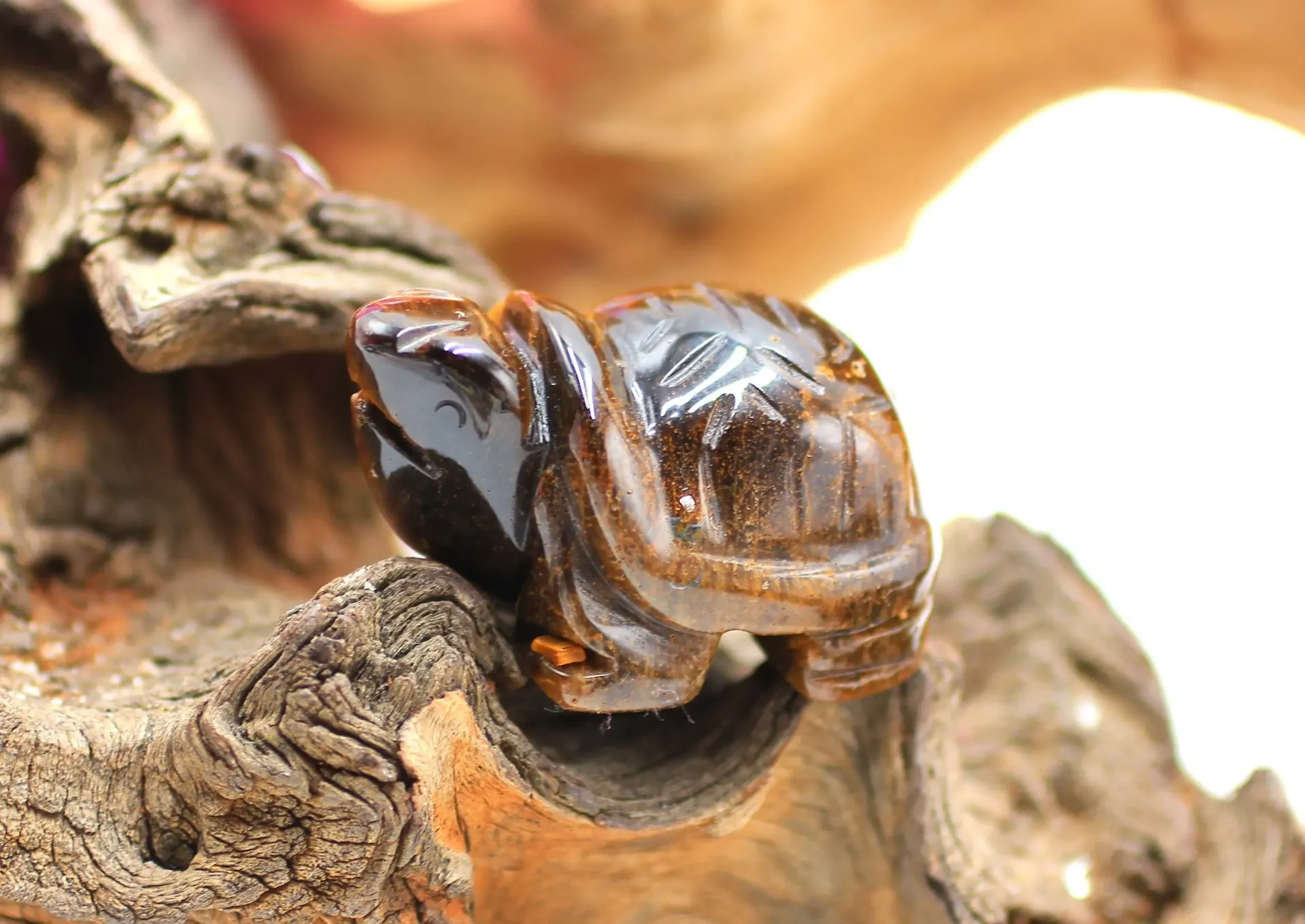 Tortue en Œil de tigre