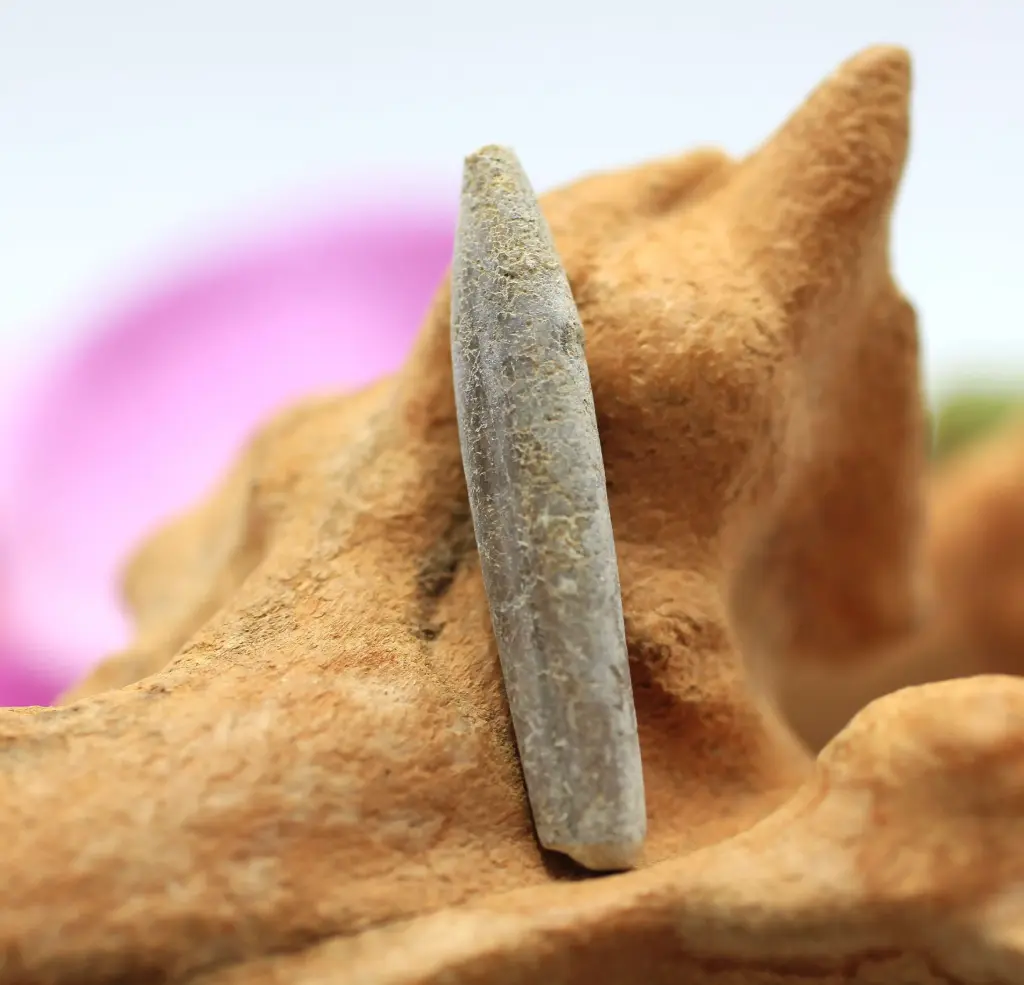 Bélemnite brute