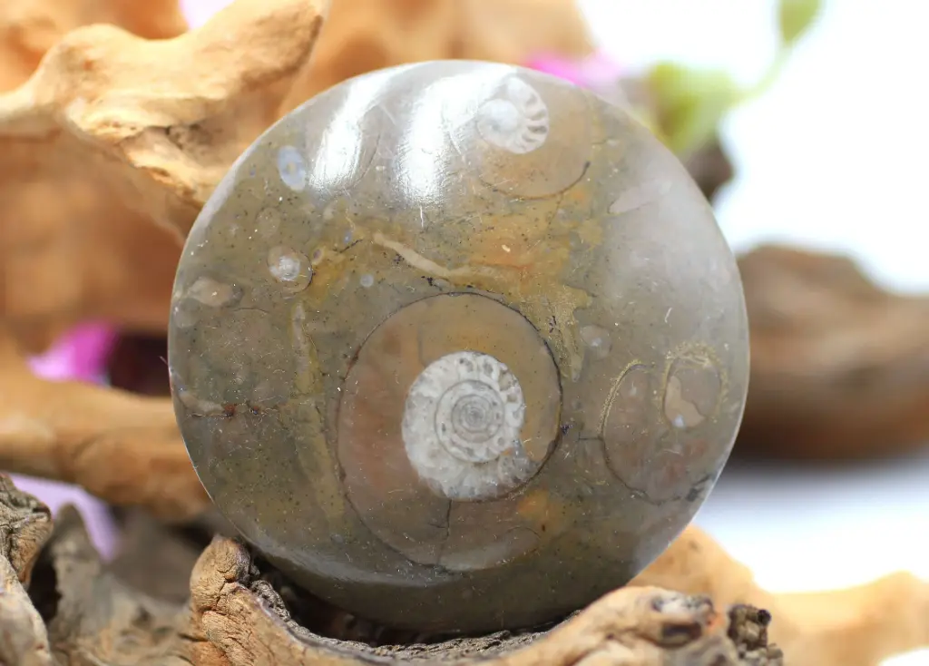 Disque en Ammonite