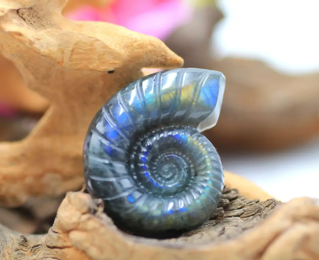Ammonite en Labradorite
