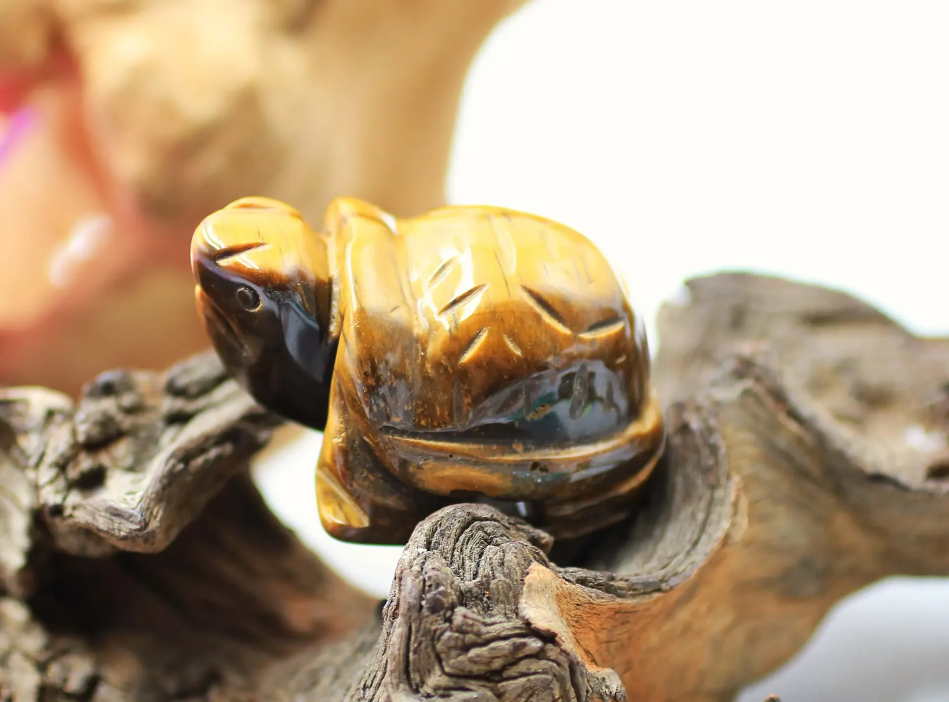 Tortue en Œil de tigre