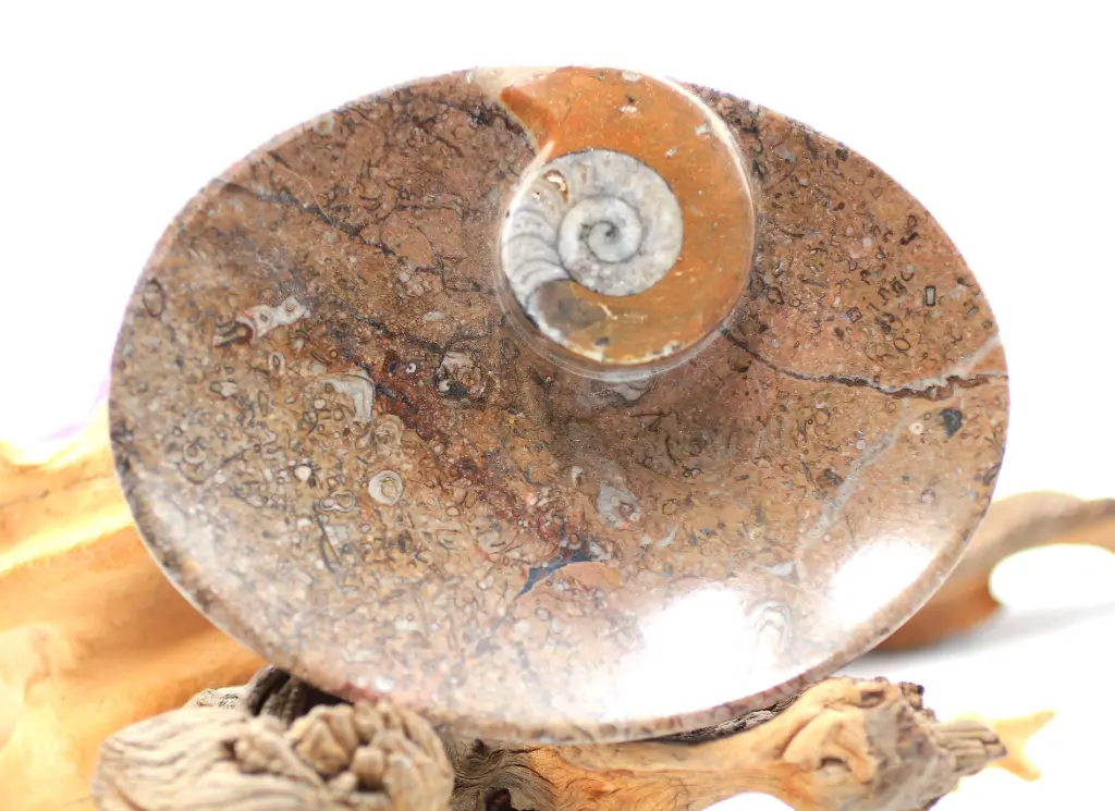 Coupelle en Ammonite