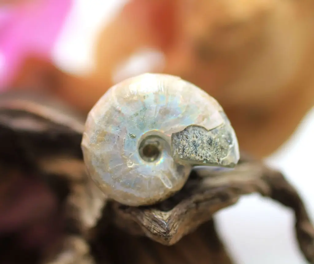 Ammonite arc-en-ciel