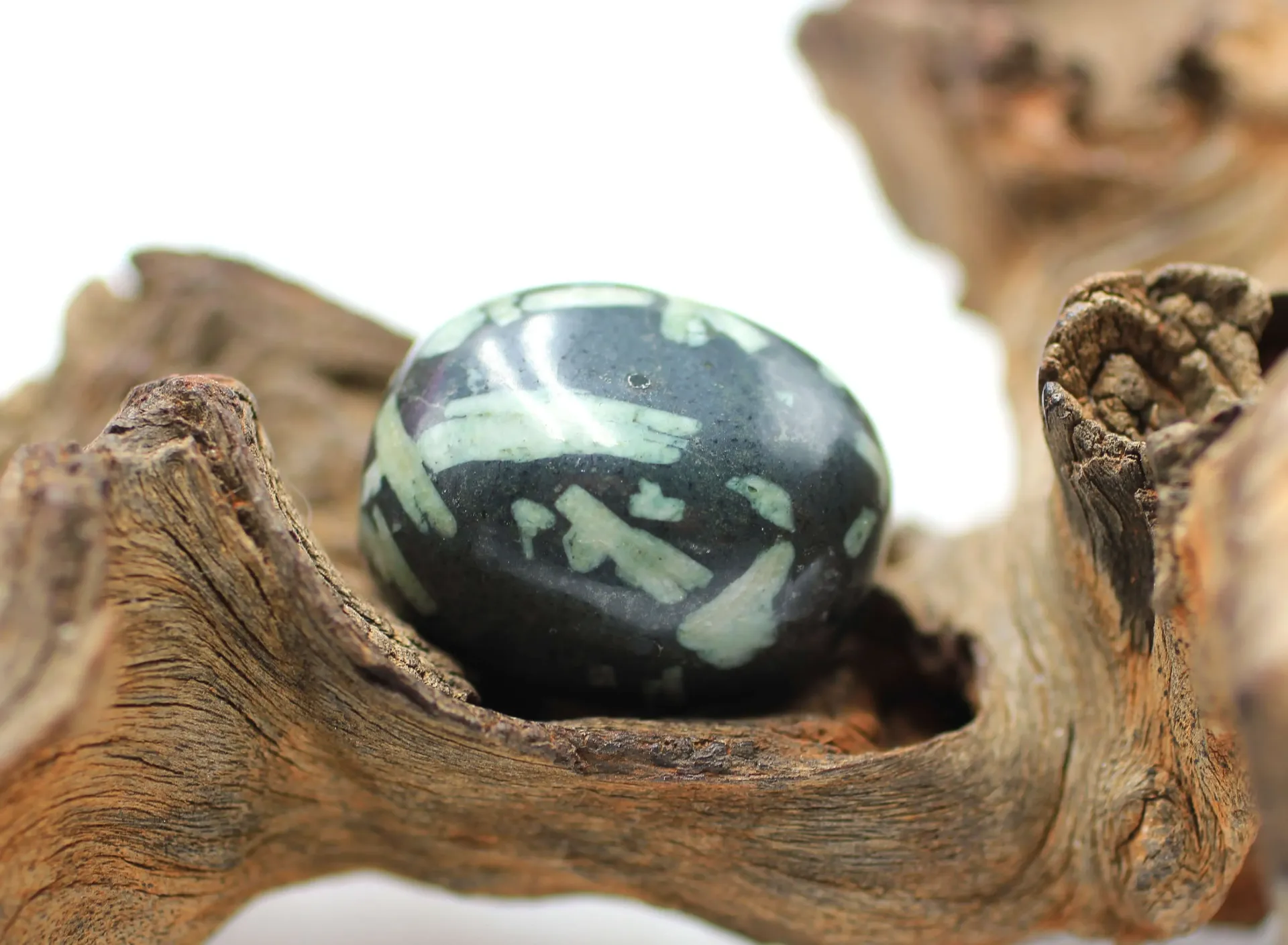 Chrysanthème roulée