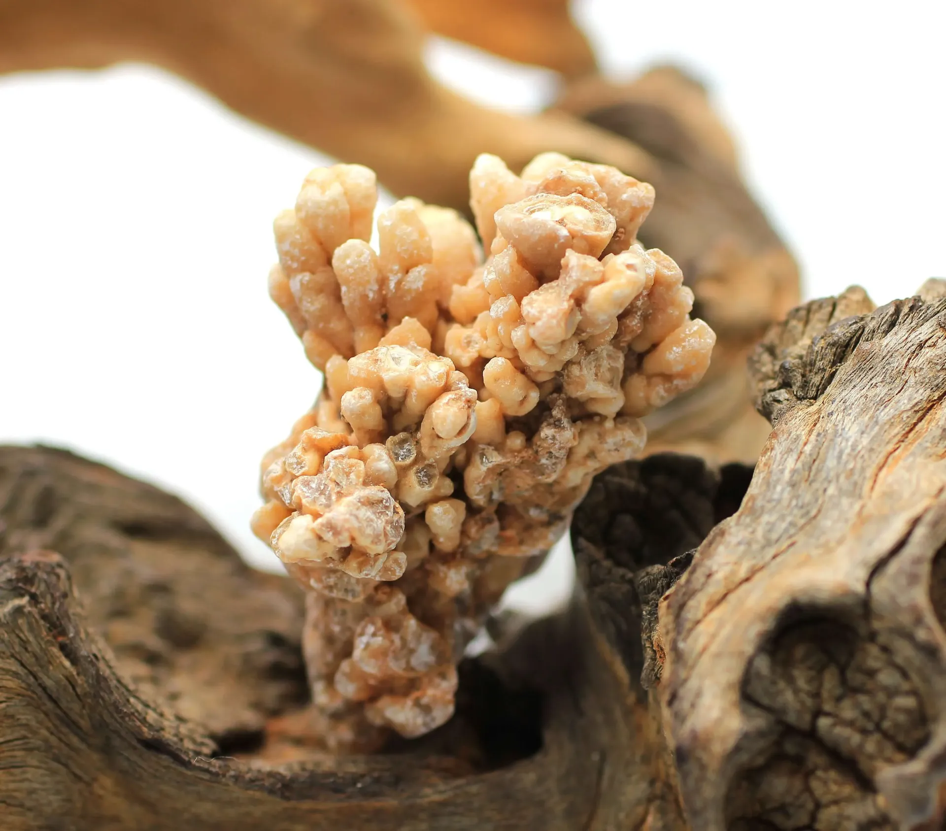 Fleur de Calcite blanche