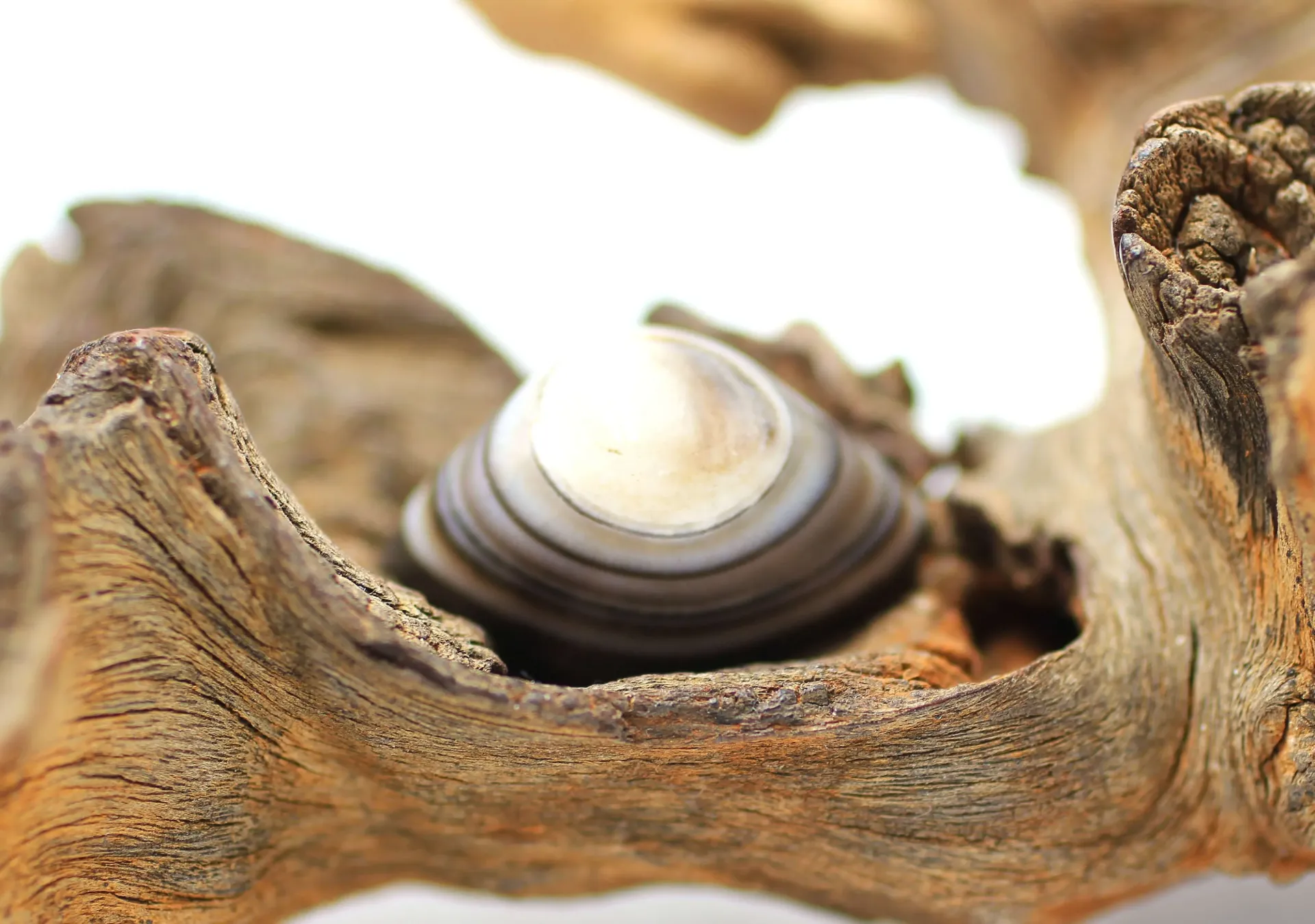 Agate œil roulé 'Œil de Shiva'