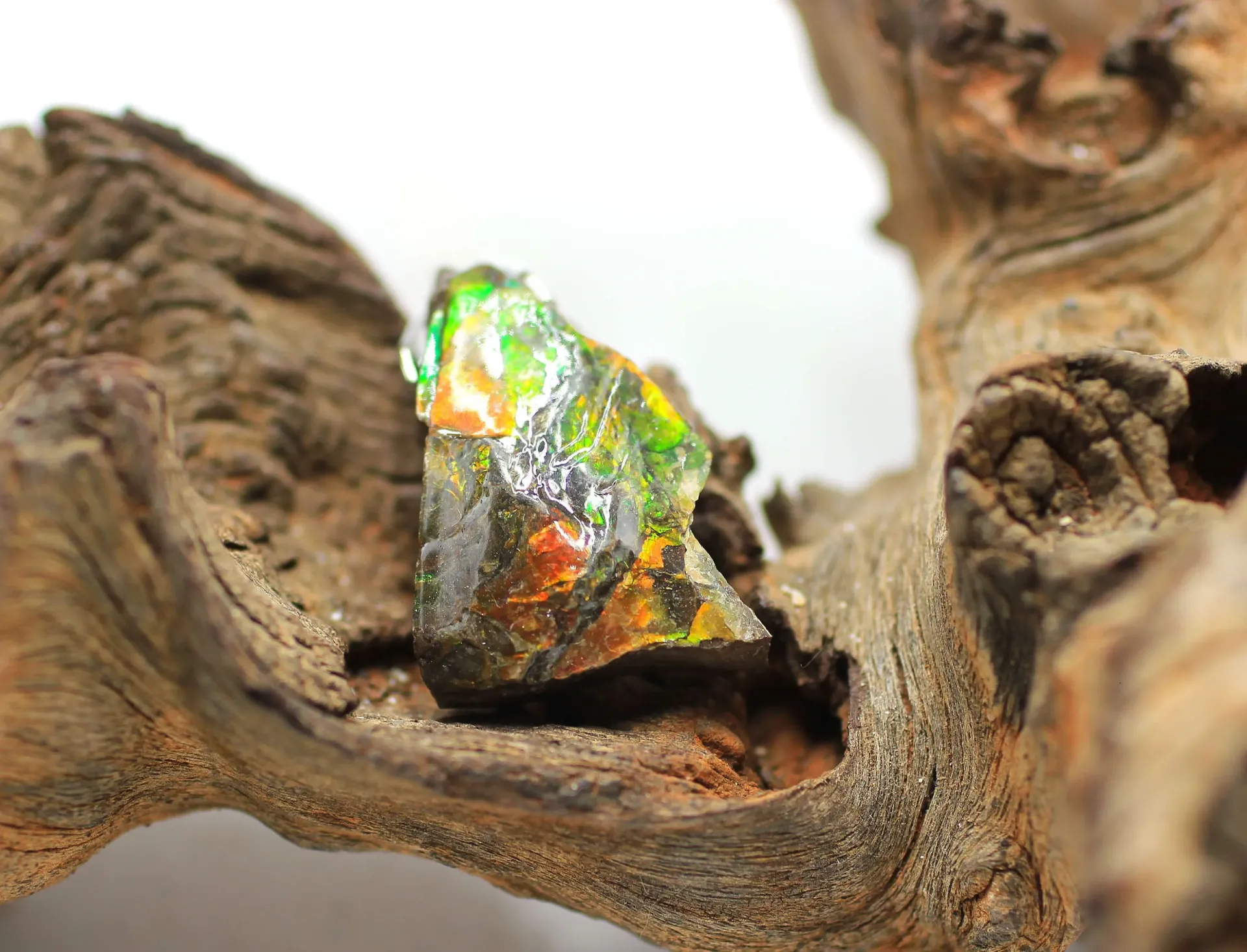 Pendentif en Ammolite brute