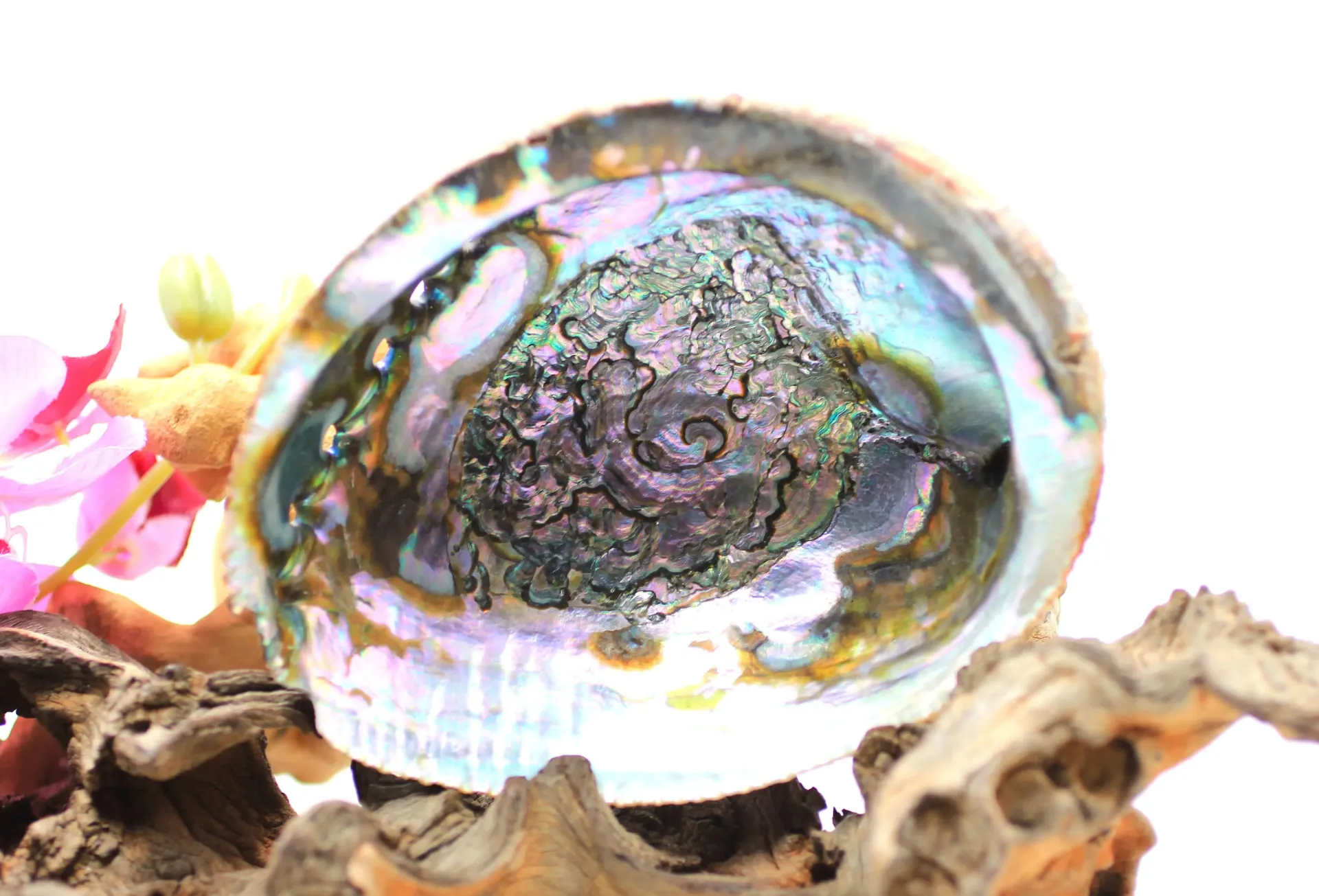 Abalone verte