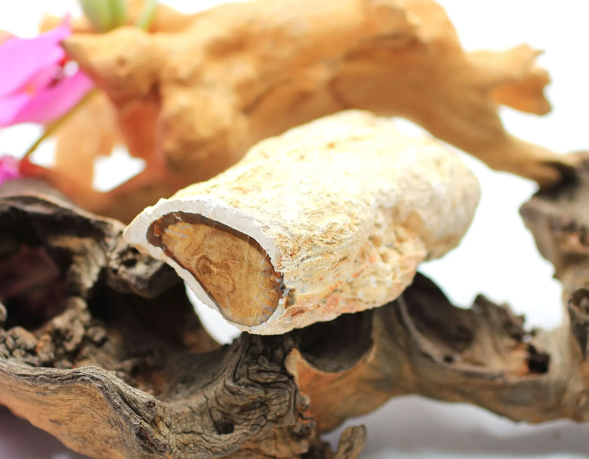 Branche semi polie en Bois pétrifié
