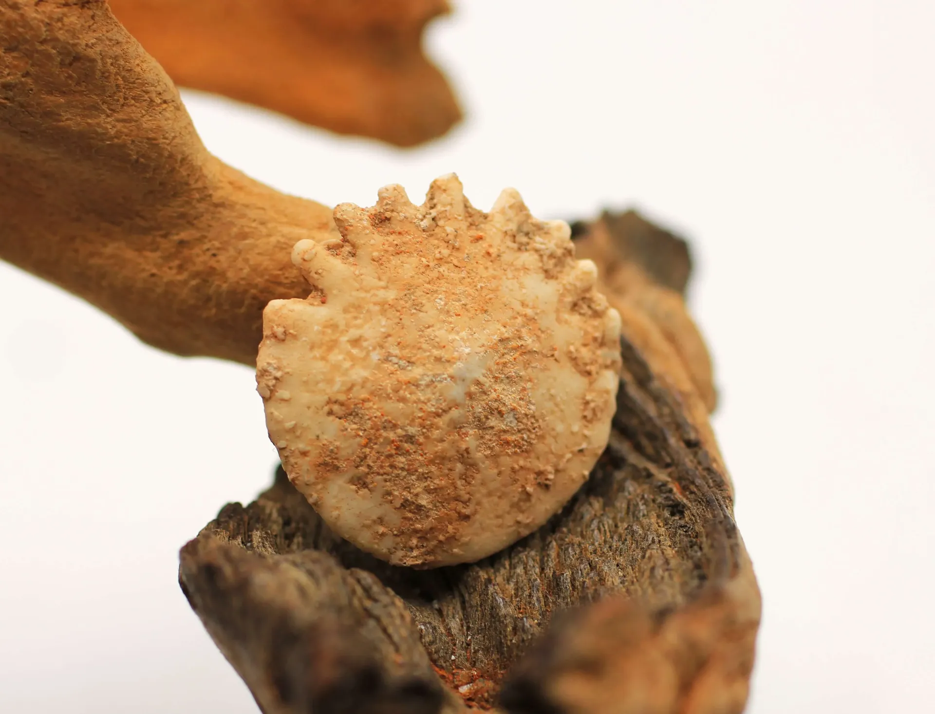 Oursin fossile