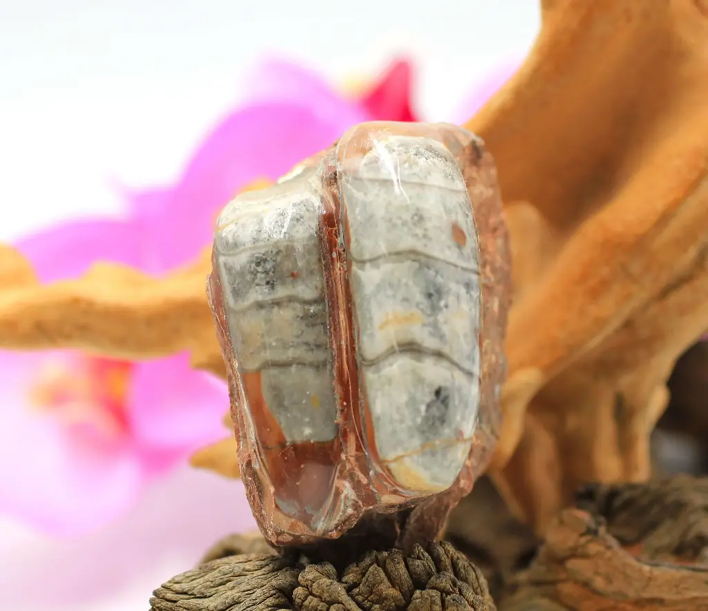 Orthoceras brun roulé sur matrice