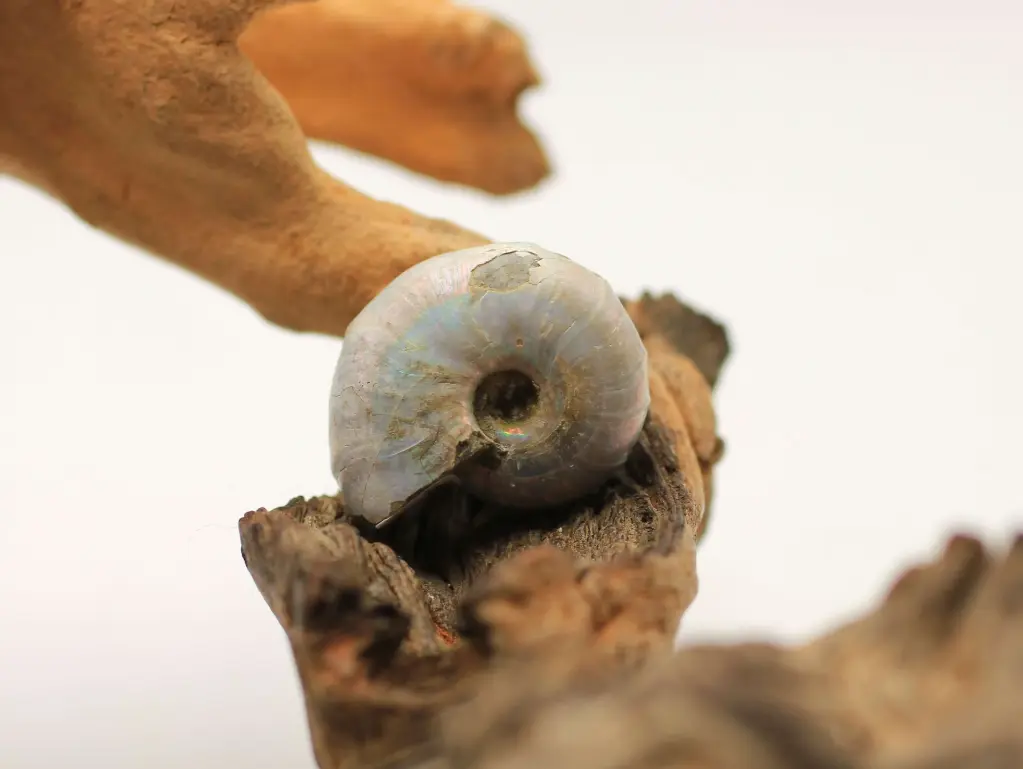 Ammonite arc-en-ciel