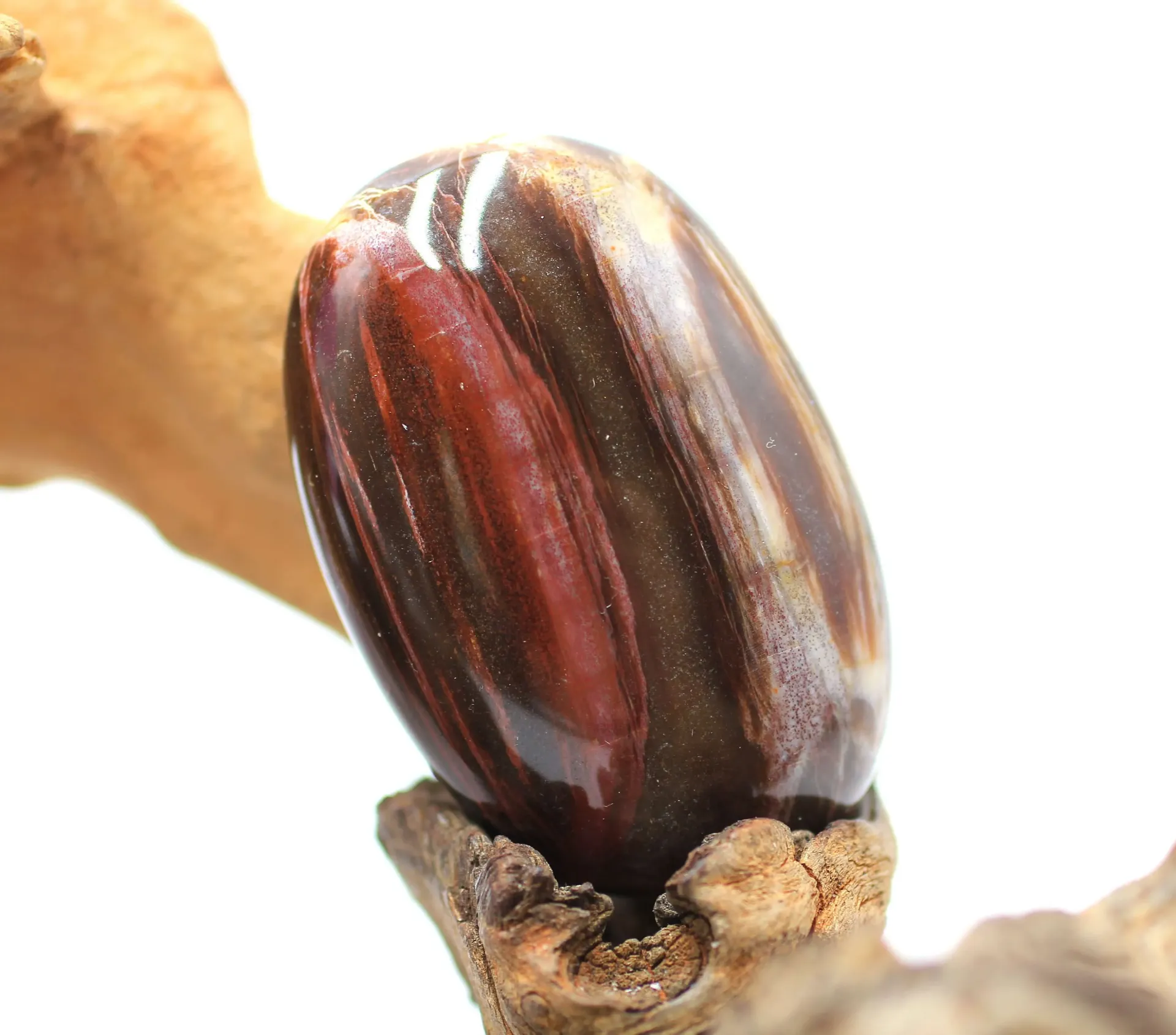 Galet en bois pétrifié