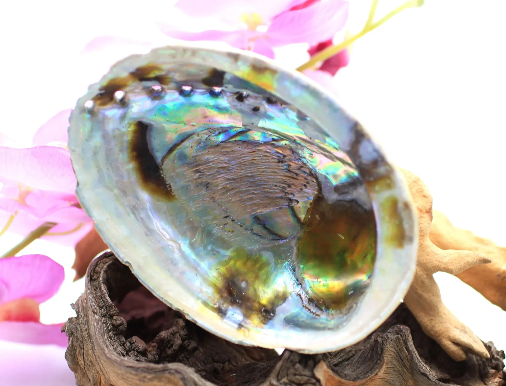Abalone arc-en-ciel