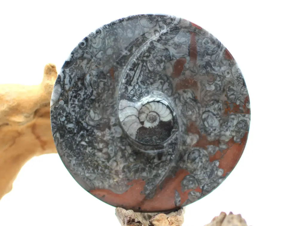 Coupelle en Orthoceras