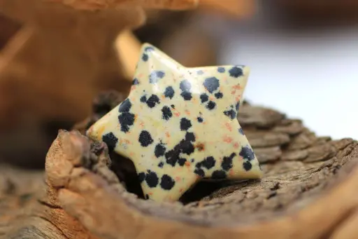 Etoile en Jaspe dalmatien