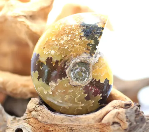 Ammonite fougère polie
