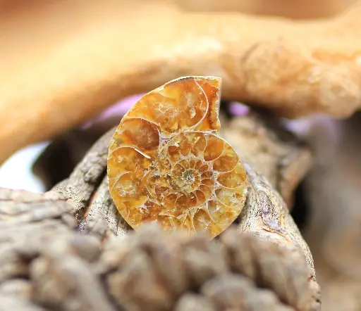 Ammonite semi polie