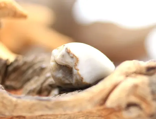 Silex roulé