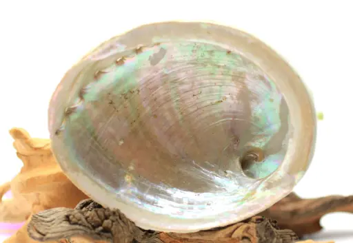 Abalone