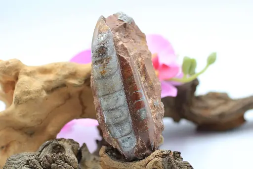 Orthoceras brun roulé sur matrice